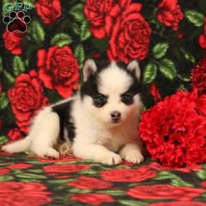 Darinda, Pomsky Puppy